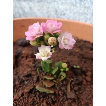 Pink Ornamental Plant